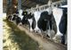 Fermierii pot depune cererile de plată pentru Măsura privind bunăstarea animalelor