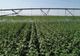 Ministerul Agriculturii anunţă că infrastructura de irigaţii este pregătită pentru funcţionare în condiţii optime. Care este suprafaţa potenţial irigabilă  