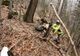 VIDEO Un urs surprins în bârlog a încercat să atace un motociclist enduro, în județul Brașov