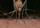 Această grupă de sânge este un adevărat magnet pentru țânțari. Specialiștii au deslușit preferințele supărătoarelor insecte