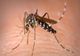 INSP: APROAPE 40 DE CAZURI DE INFECȚIE CU VIRUSUL WEST NILE, ÎNREGISTRATE DIN IUNIE