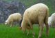 CAZURILE DE PESTĂ A OILOR ŞI CAPRELOR SE ÎNMULȚESC ÎN DOBROGEA
