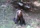 UN PUI DE URS A FOST SALVAT ÎN ZONA PÂRTIEI LUPULUI DIN POIANA BRAȘOV